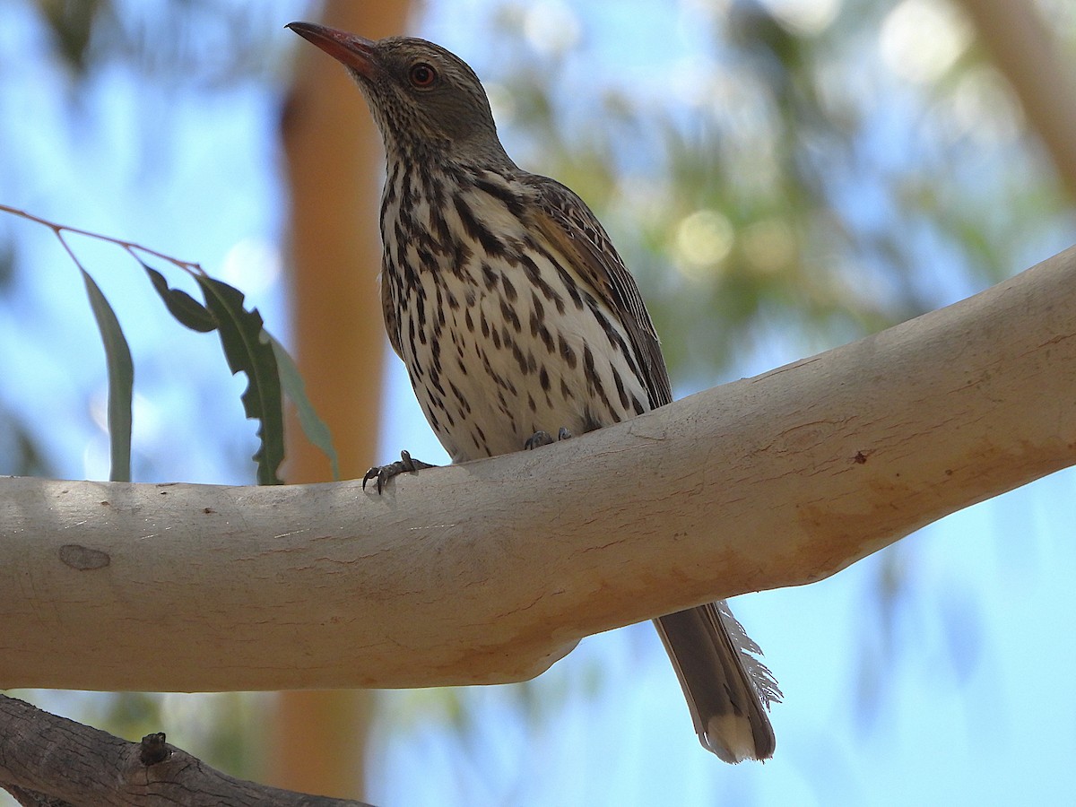 Olive-backed Oriole - ML646099988