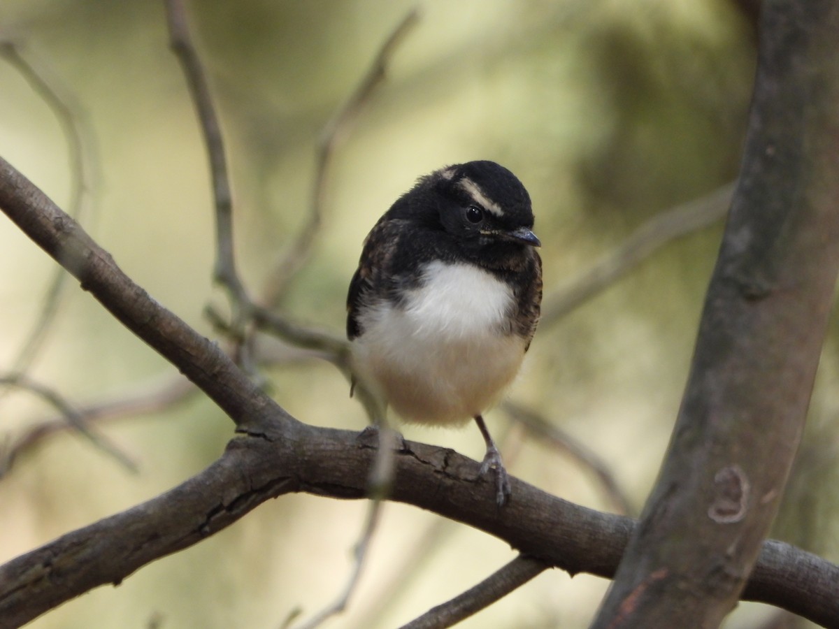 Willie-wagtail - ML646099989