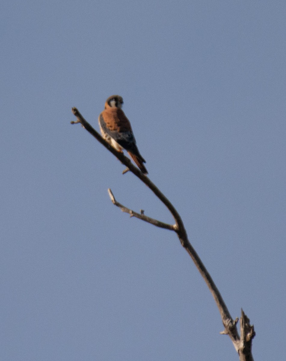 בז אמריקני - ML646099990