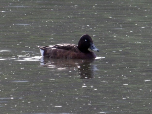 Hardhead - ML646099992