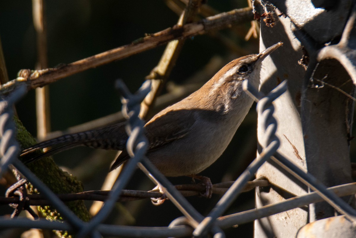 Bewick's Wren - ML646099993
