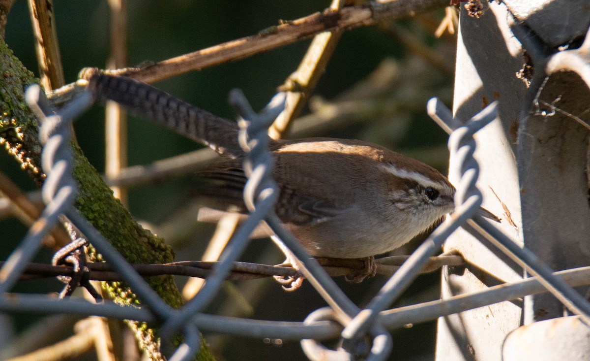 Bewick's Wren - ML646099994