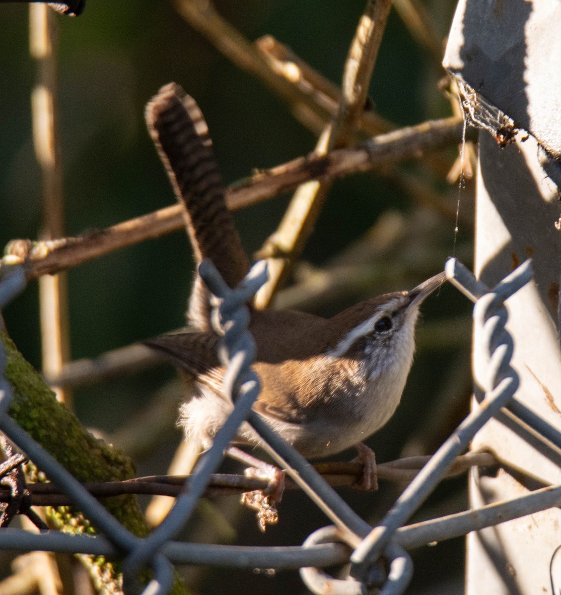Bewick's Wren - ML646099995