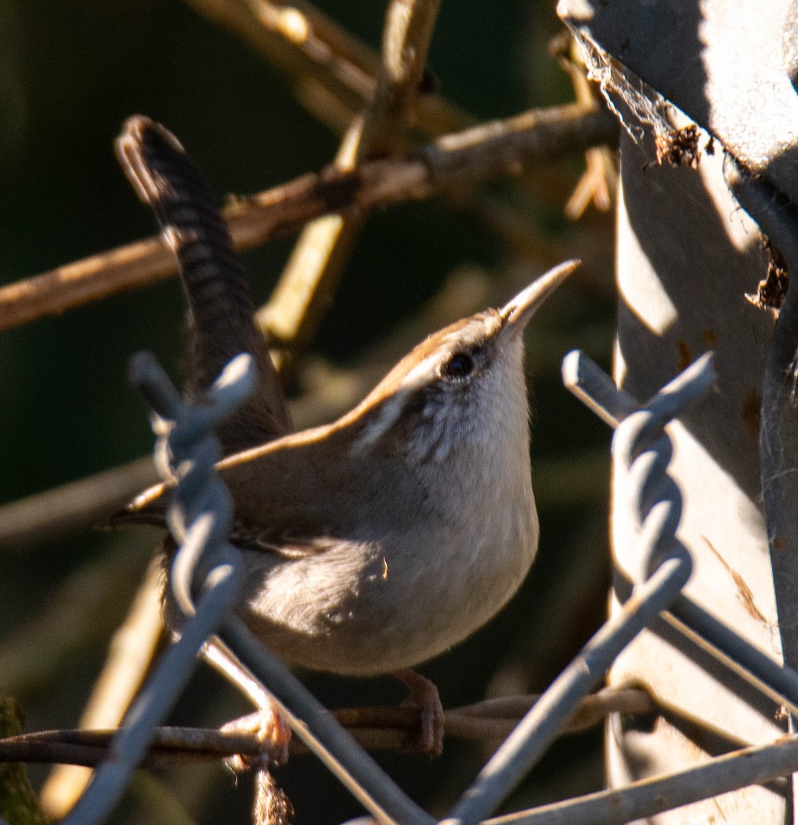 Bewick's Wren - ML646099996