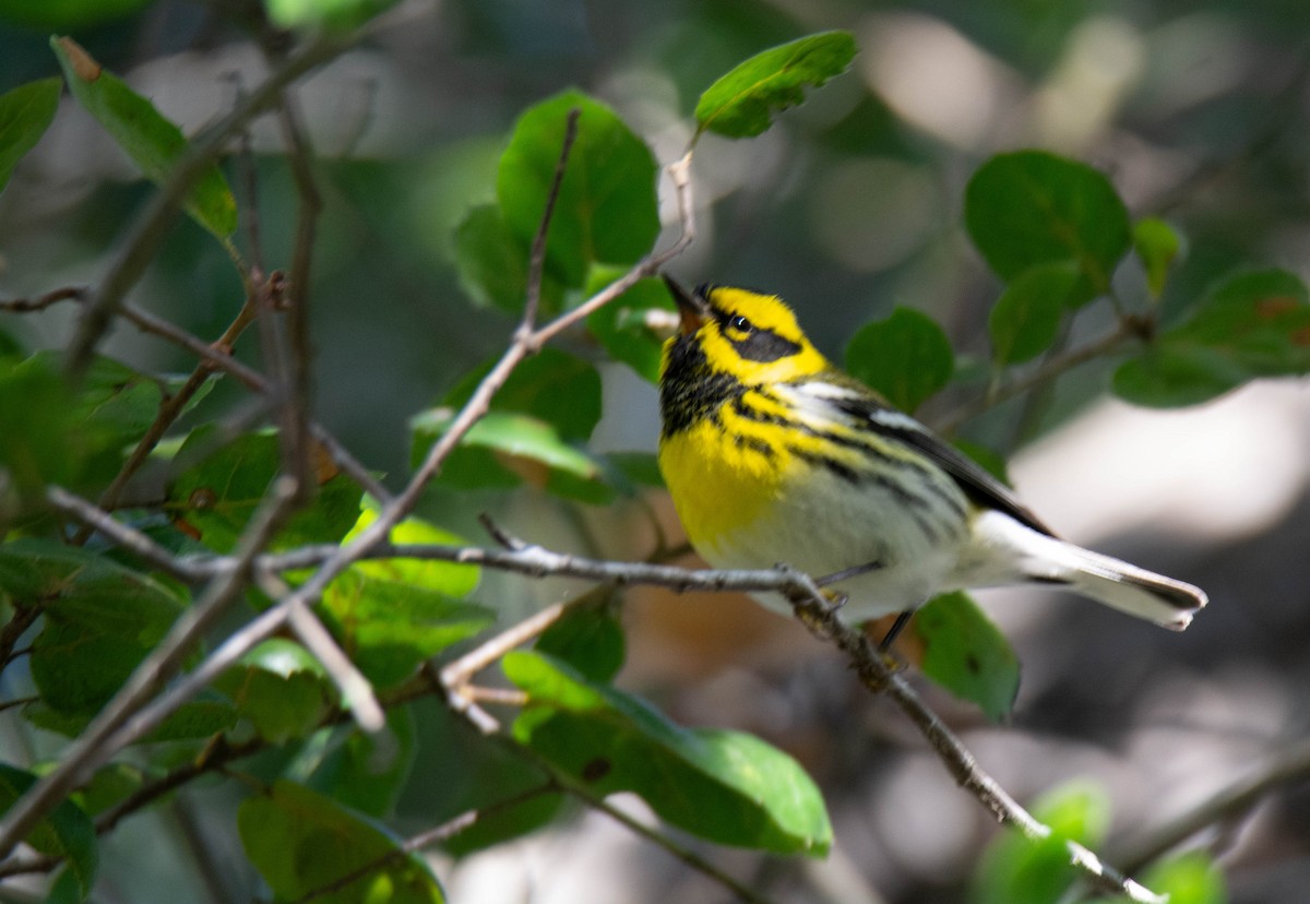 Townsend's Warbler - ML646099998