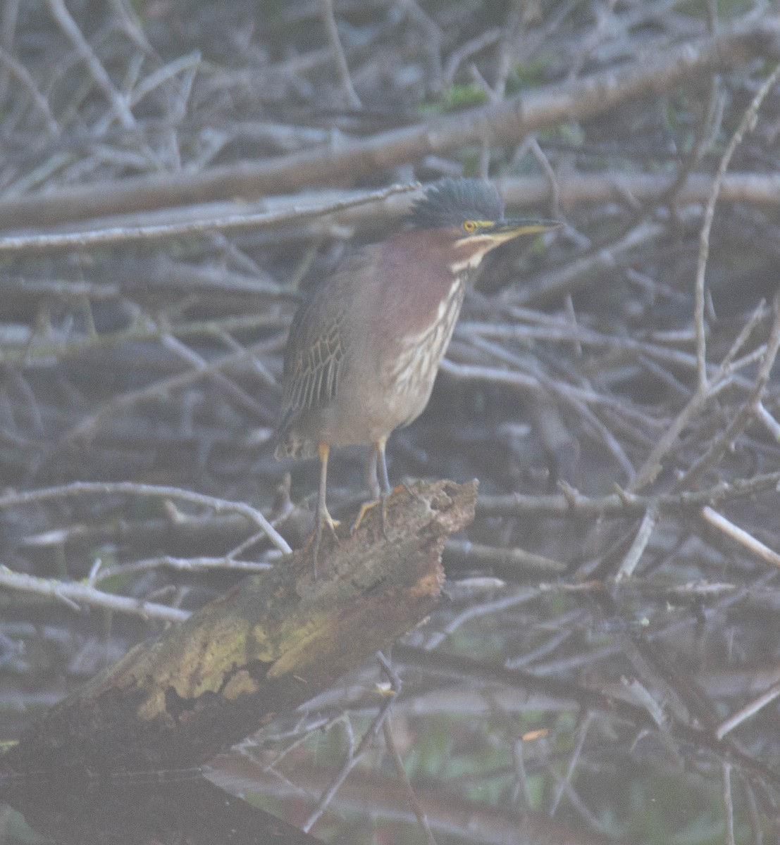 Airone verde - ML646099999
