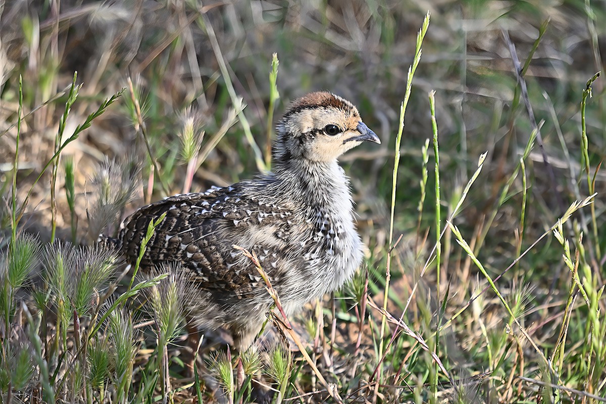Cape Spurfowl - ML646100000