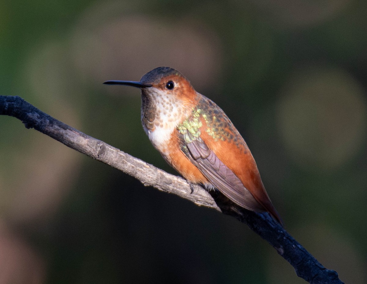 Allen's Hummingbird - ML646100005