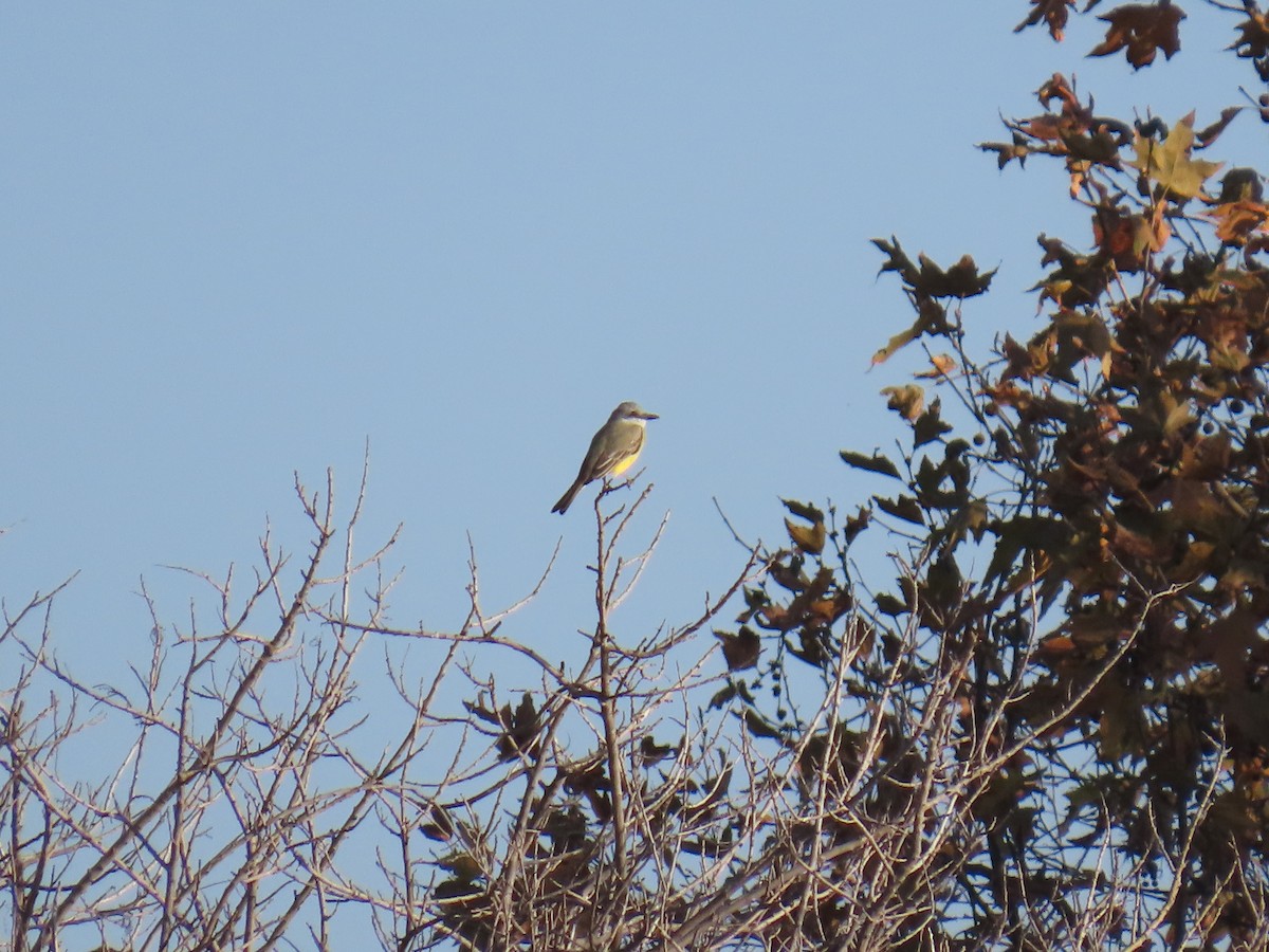 Tropical Kingbird - ML646100007