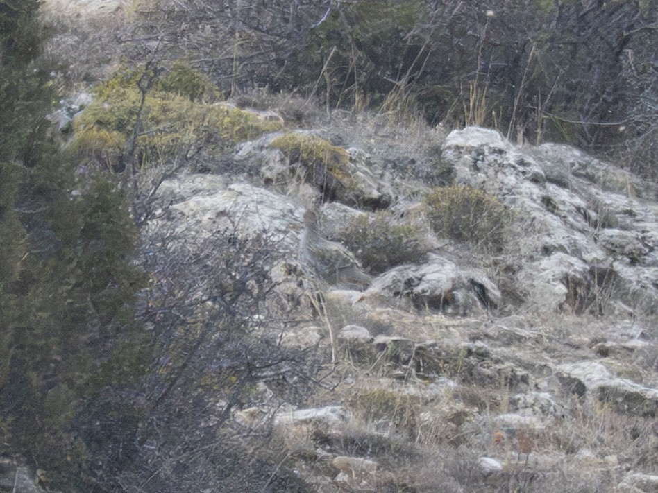 Gray Partridge - ML646100008