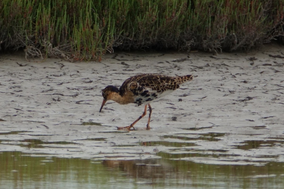 Döğüşkenkuş - ML646100009