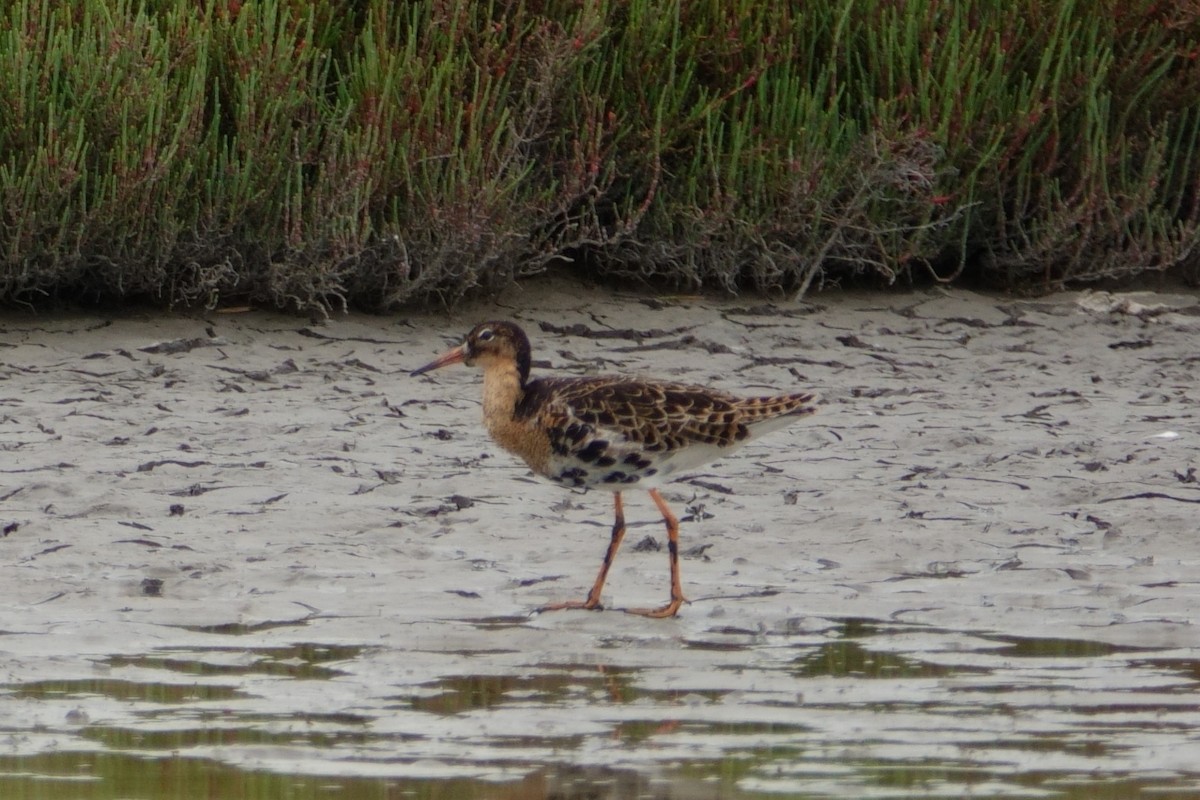 Döğüşkenkuş - ML646100010