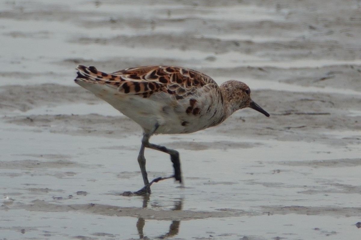 Döğüşkenkuş - ML646100011