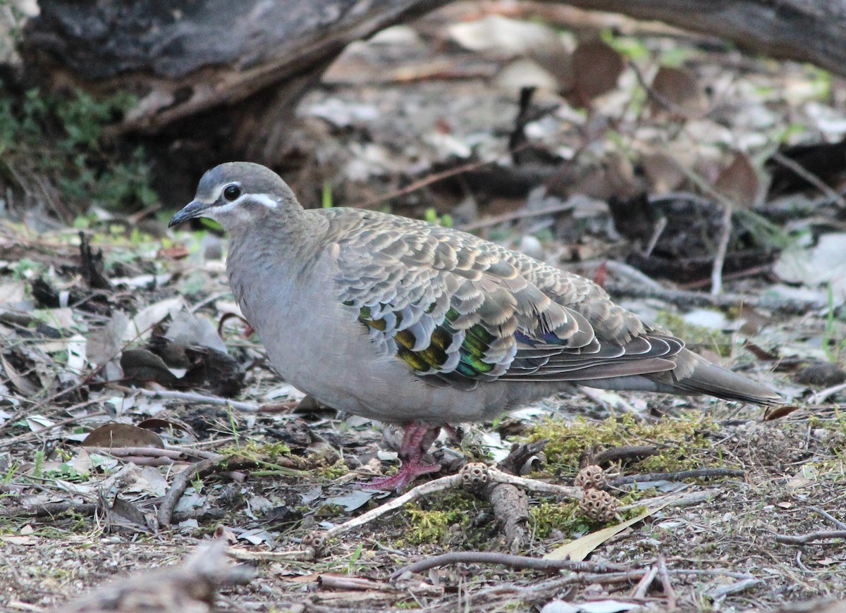 Common Bronzewing - ML646100014