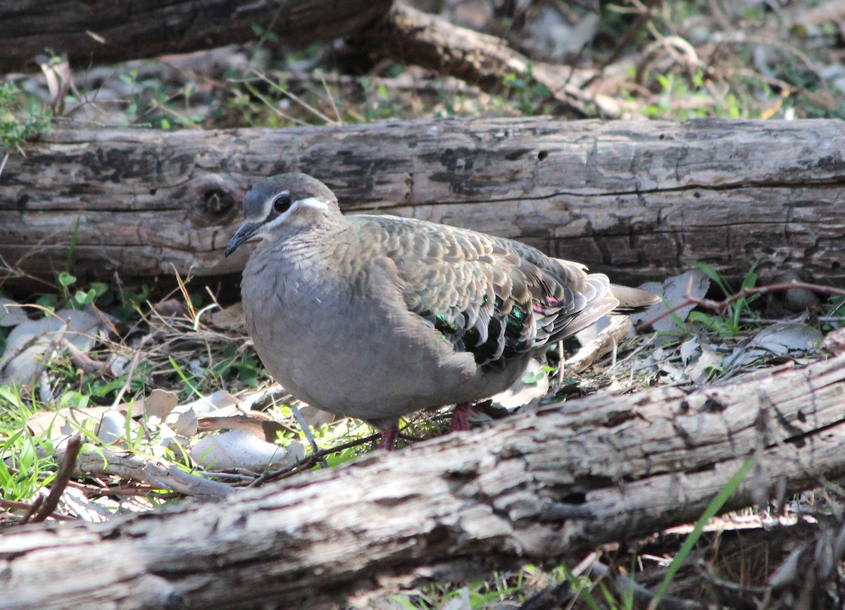 Common Bronzewing - ML646100015