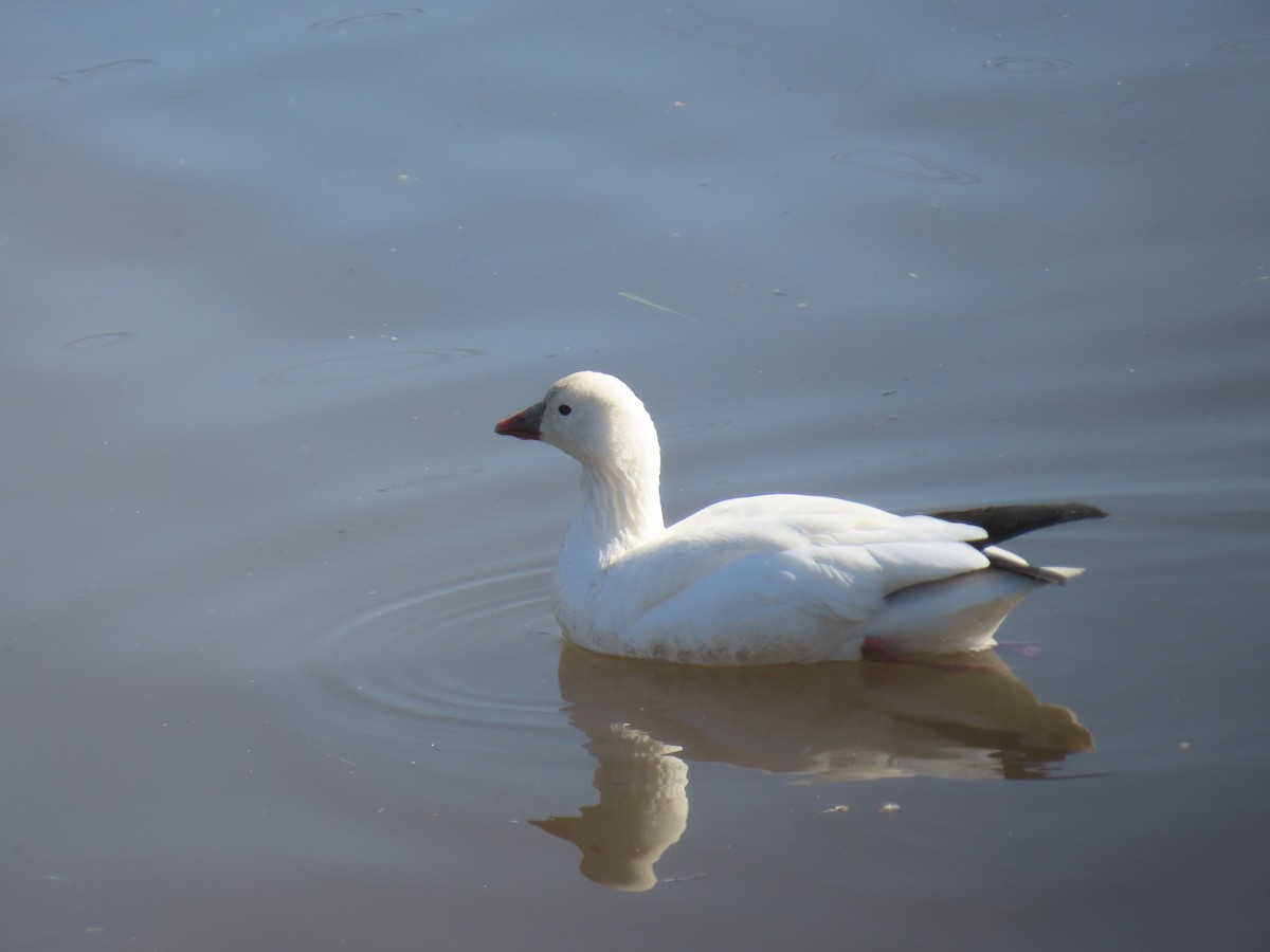 Ross's Goose - ML646100022