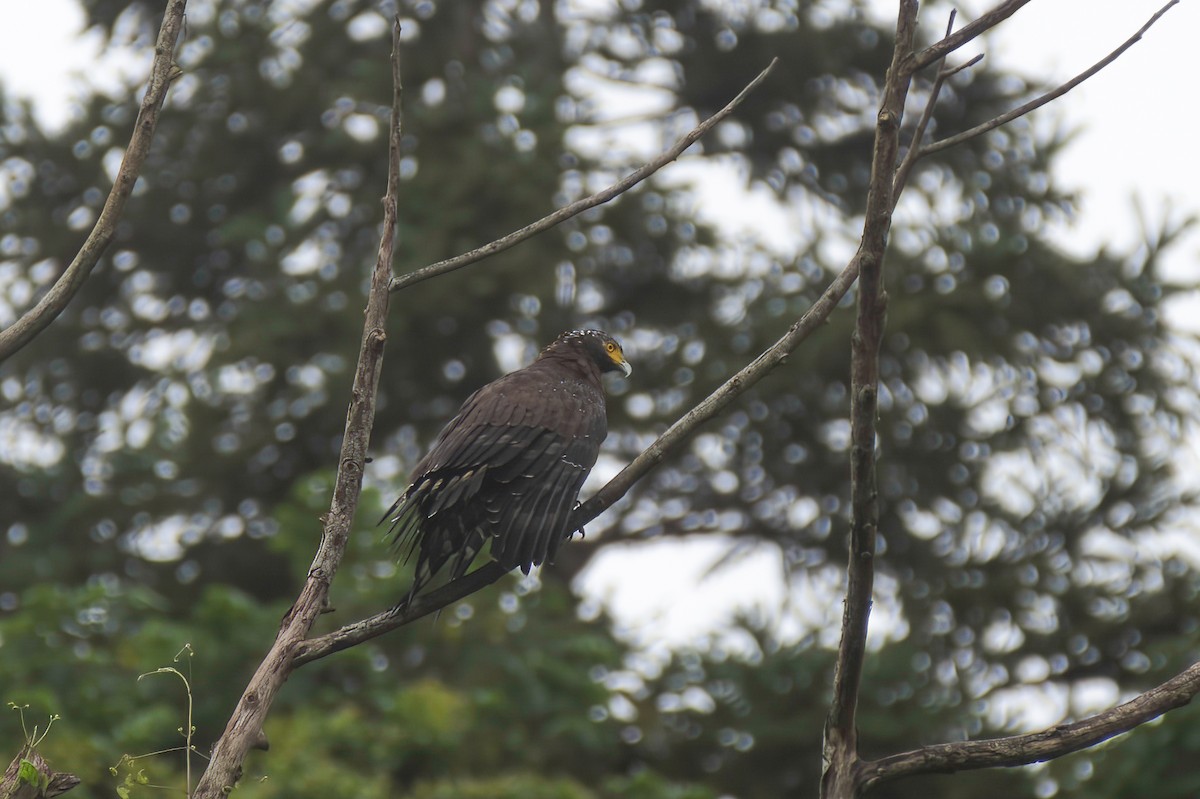 Culebrera Chiíla (grupo cheela) - ML646100023