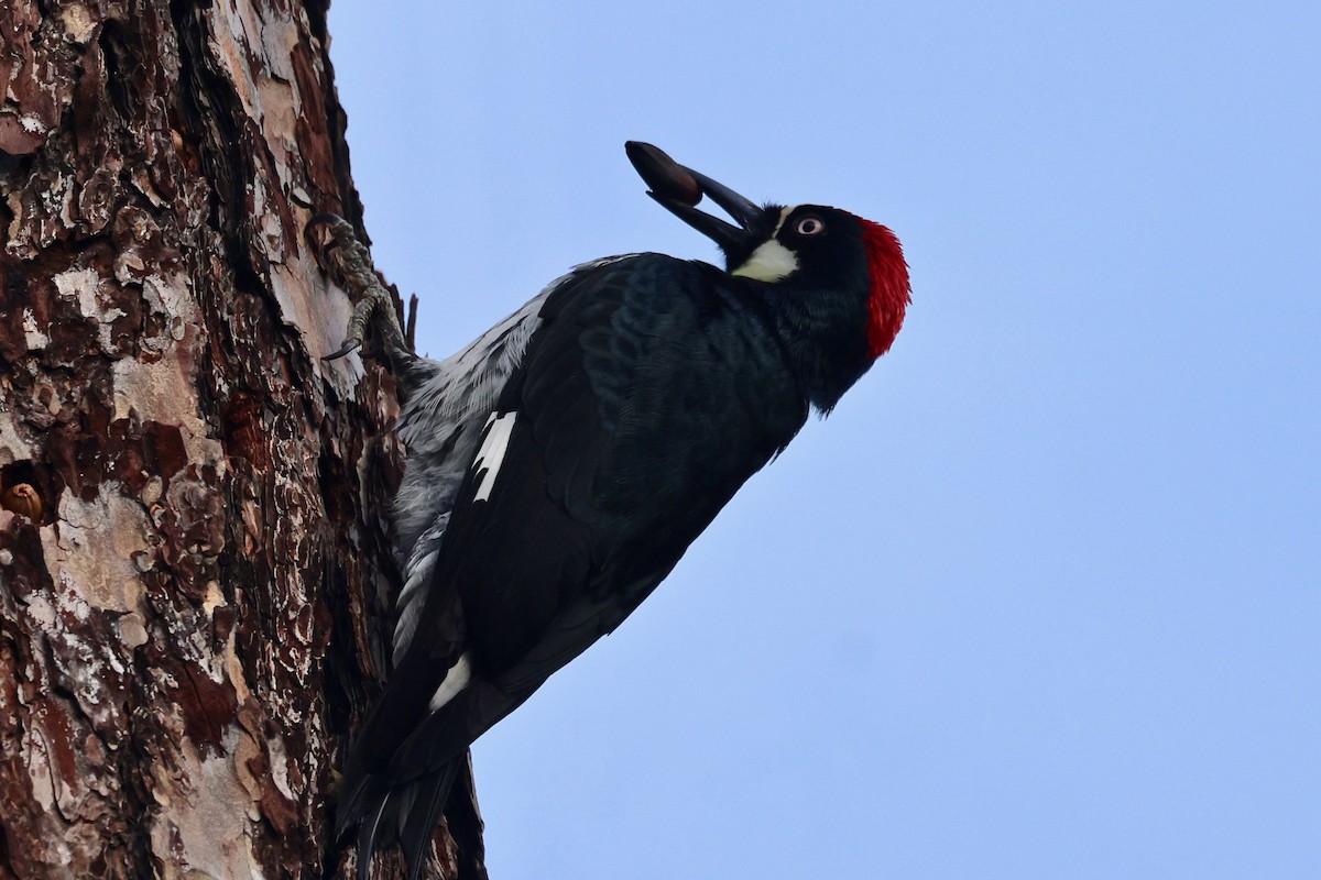Acorn Woodpecker - ML646100024
