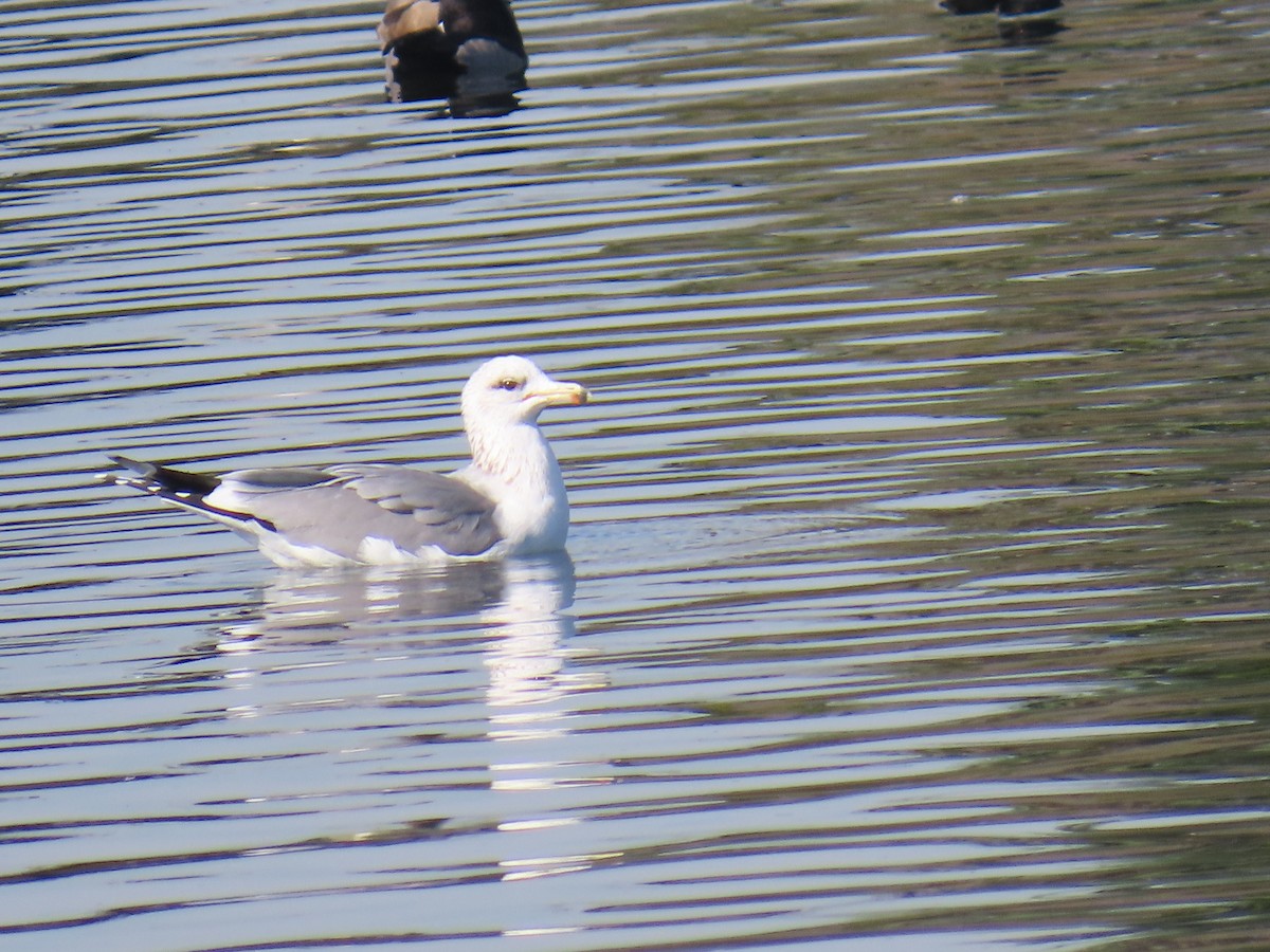 California Gull - ML646100028