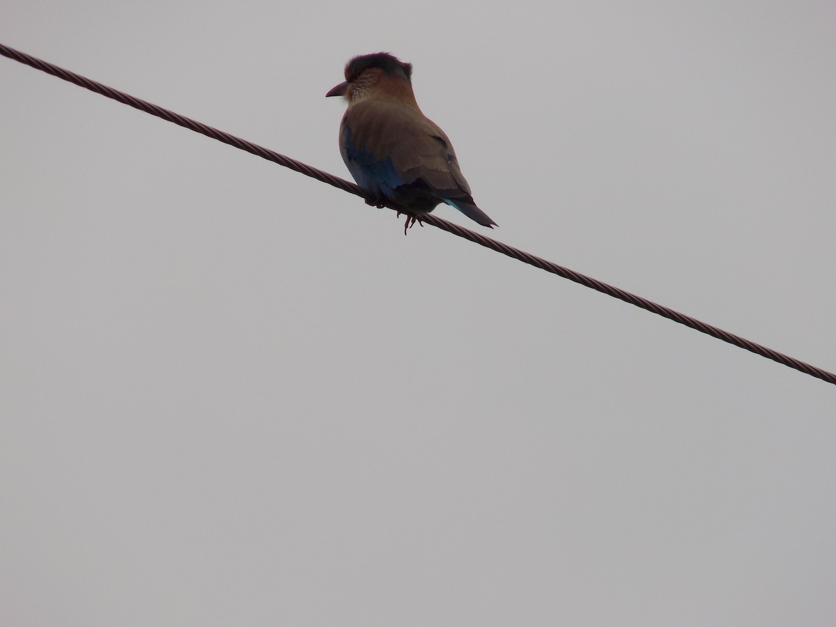 Rollier indien - ML646100030