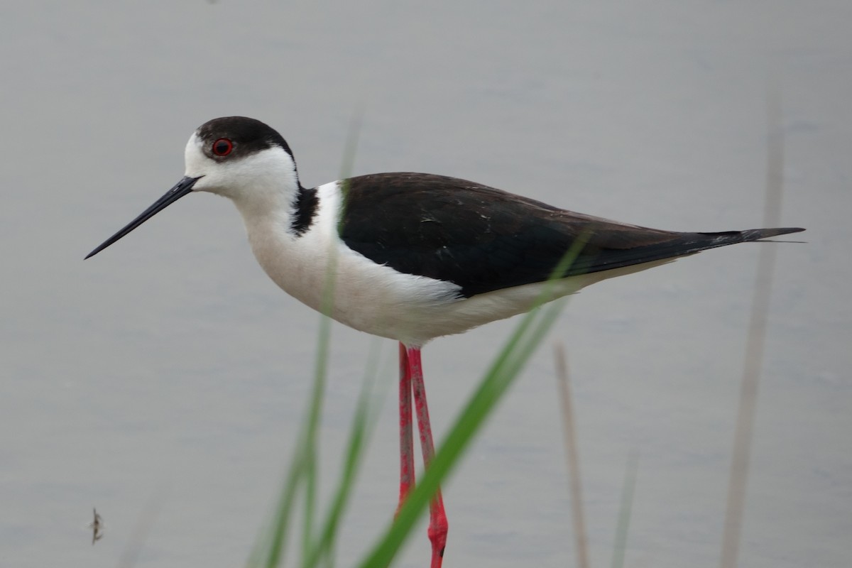 高蹺鴴 - ML646100034