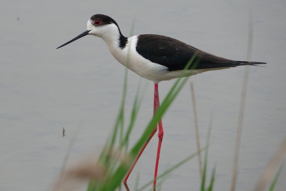 高蹺鴴 - ML646100035