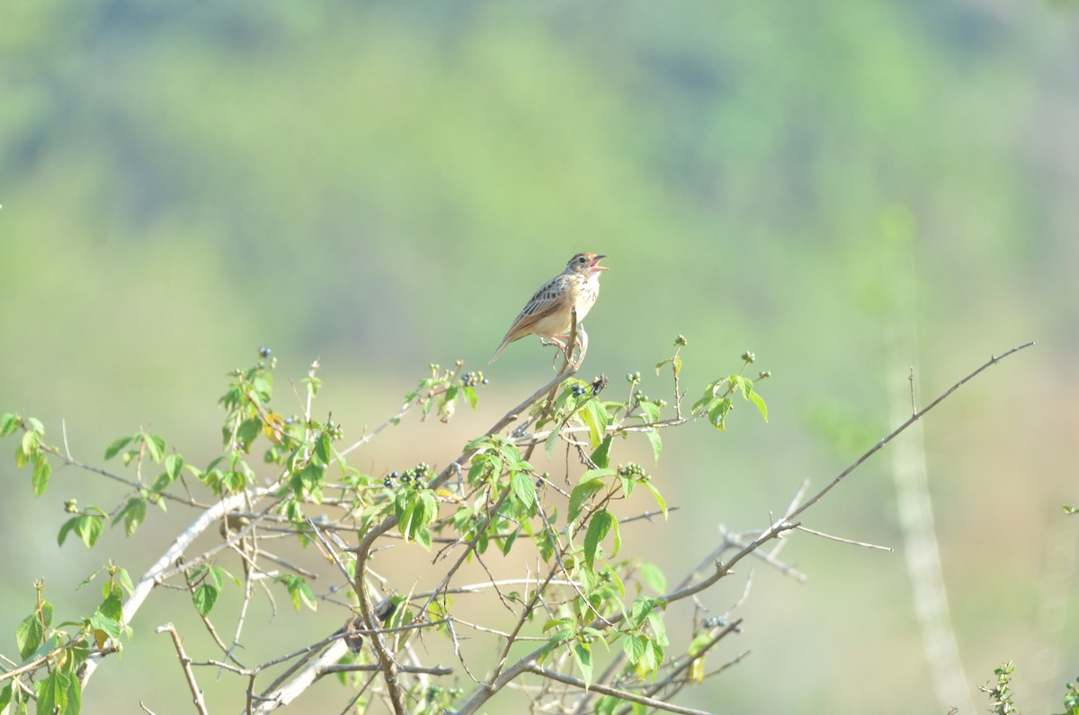 Alouette du Deccan - ML646100037