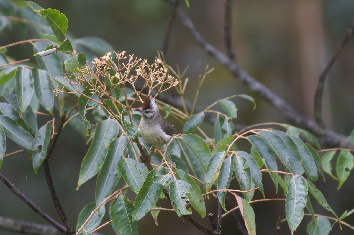 Yuhina de Taïwan - ML646100038