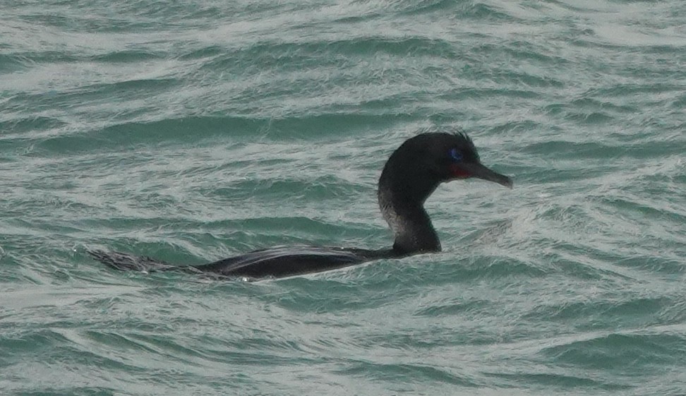 Cormoran bronzé (chalconotus) - ML646100039