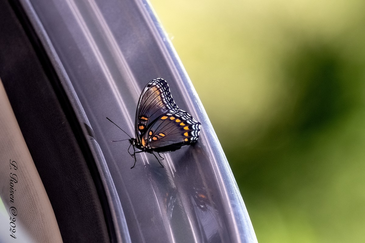 Animals - ML646100040