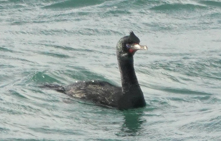 Cormoran bronzé (chalconotus) - ML646100041