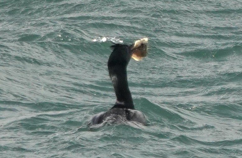 Cormoran bronzé (chalconotus) - ML646100042