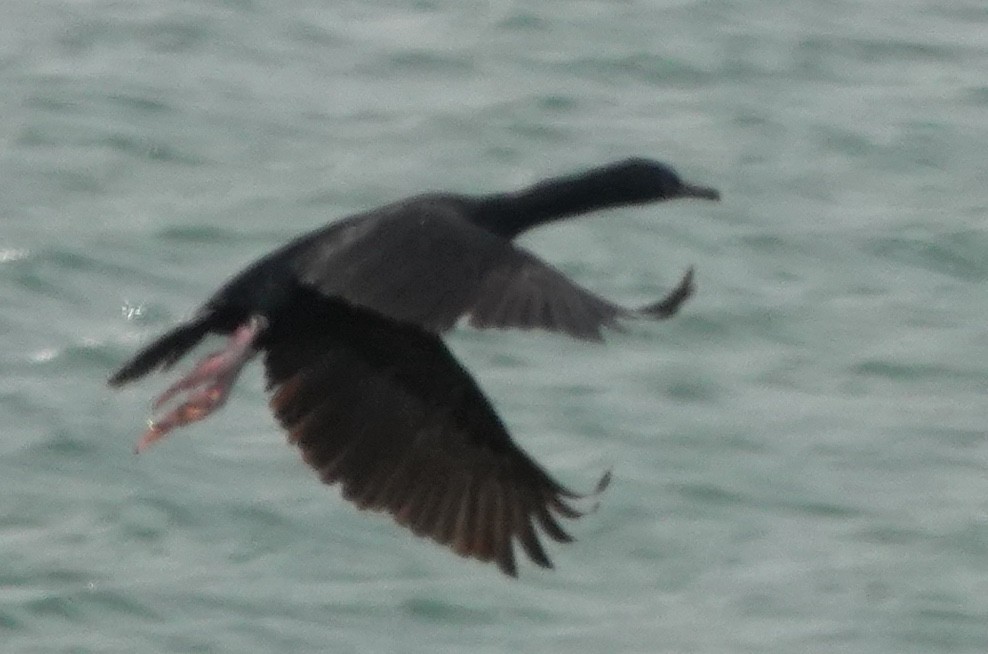 Cormoran bronzé (chalconotus) - ML646100043