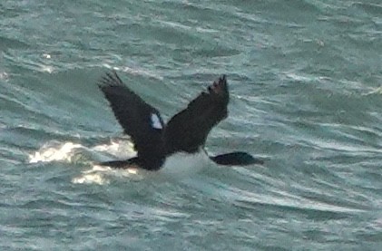 Cormoran bronzé (chalconotus) - ML646100044