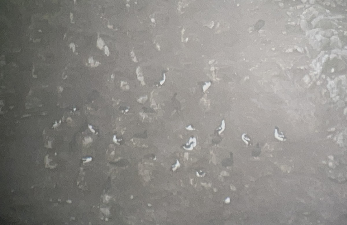 Cormoran bronzé (chalconotus) - ML646100046