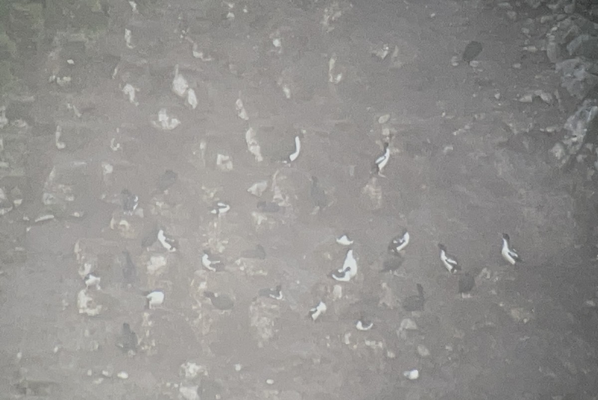 Cormoran bronzé (chalconotus) - ML646100047