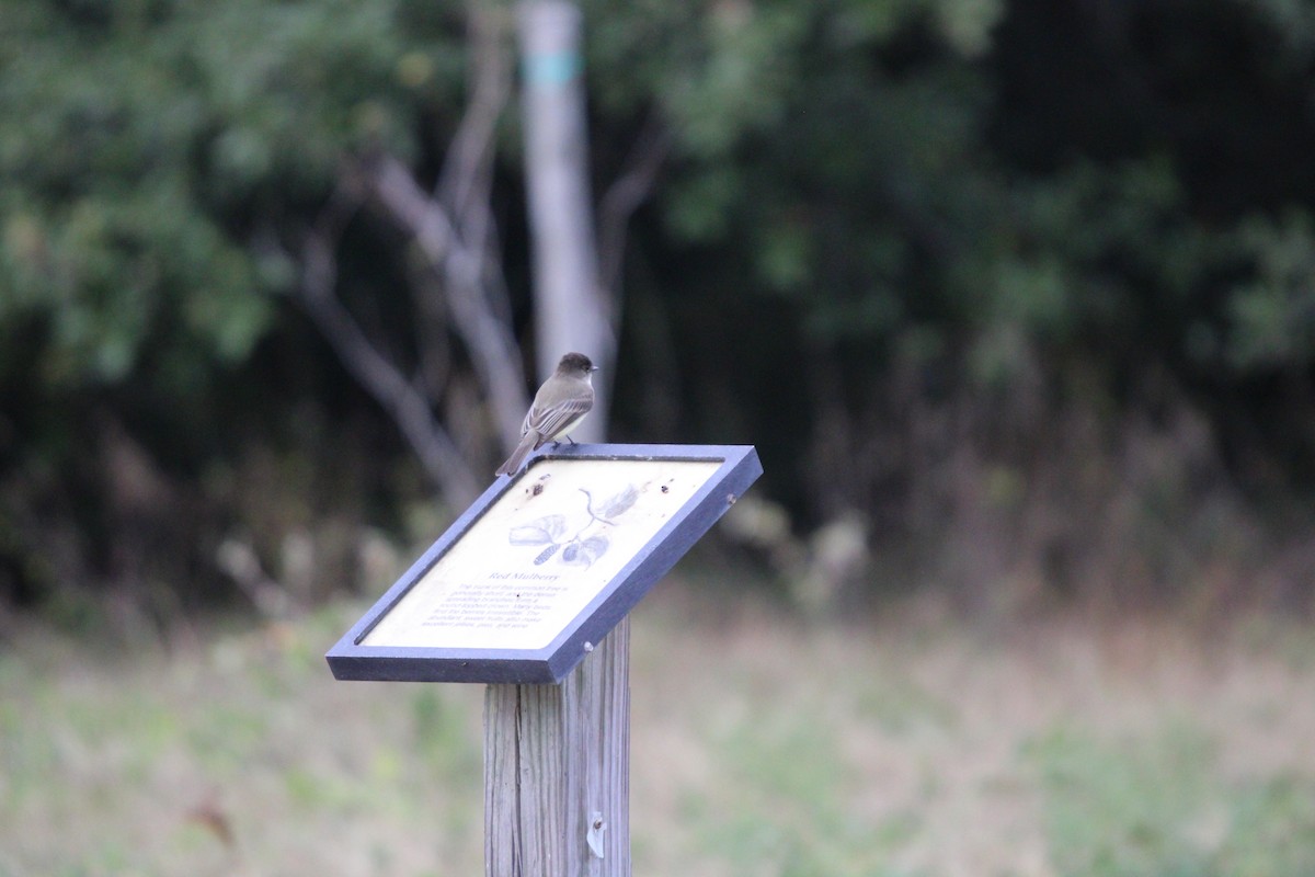 Moucherolle phébi - ML646100048
