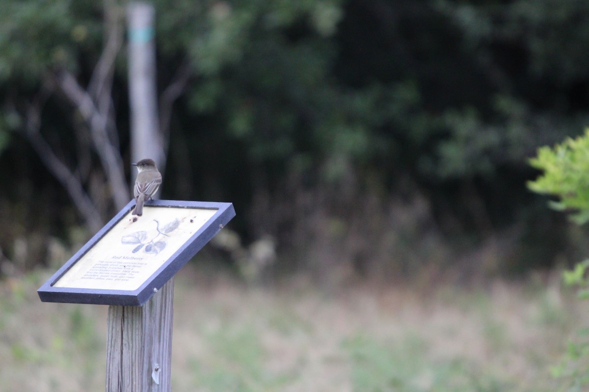 Moucherolle phébi - ML646100050