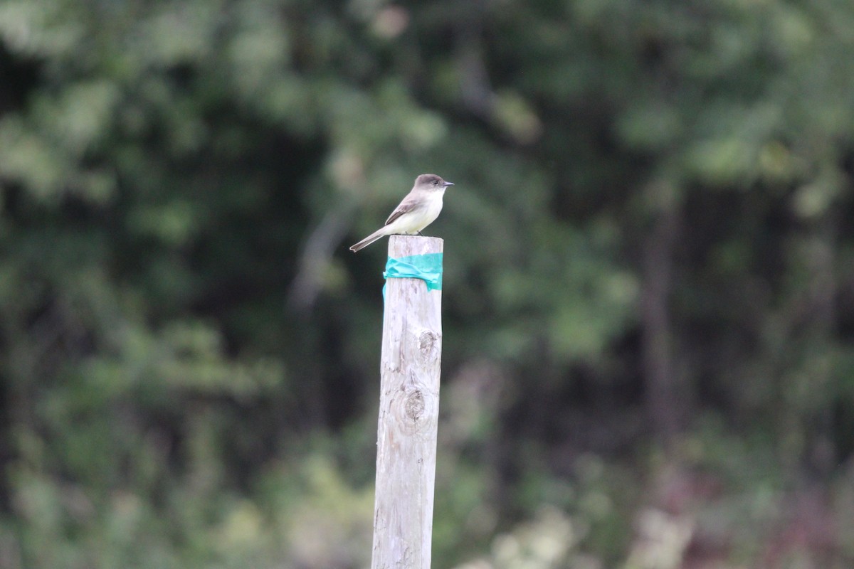 Moucherolle phébi - ML646100051