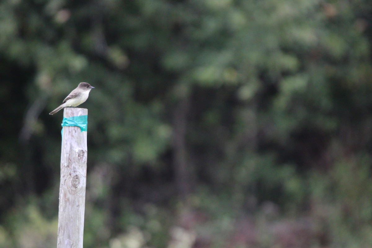 Moucherolle phébi - ML646100052