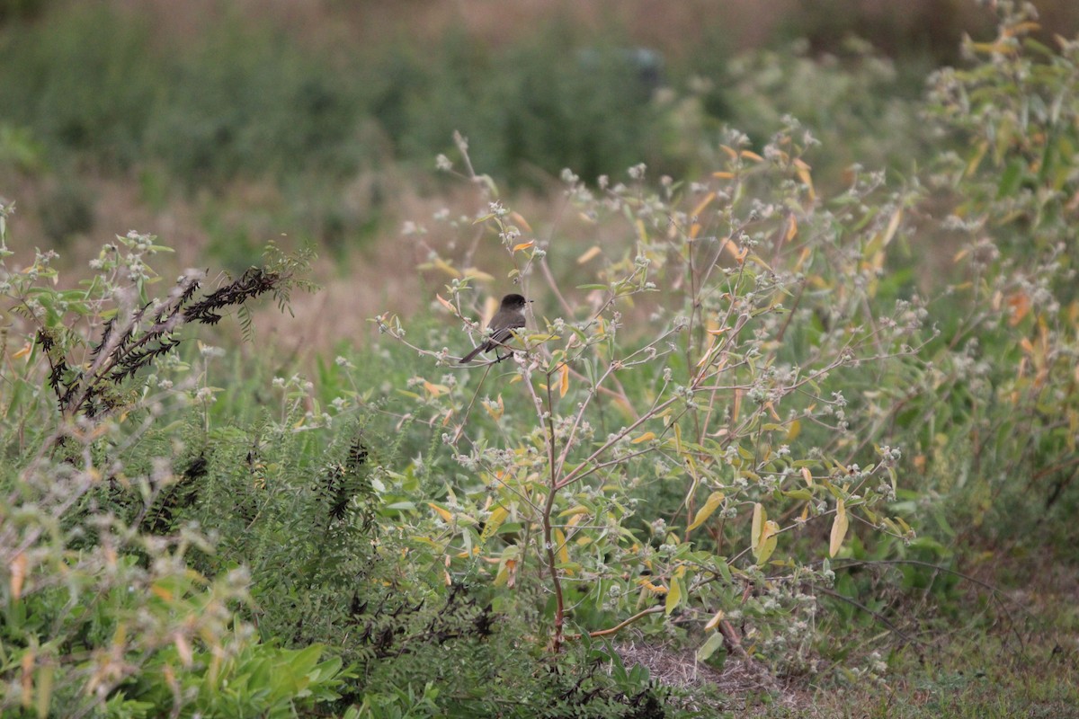 Moucherolle phébi - ML646100055