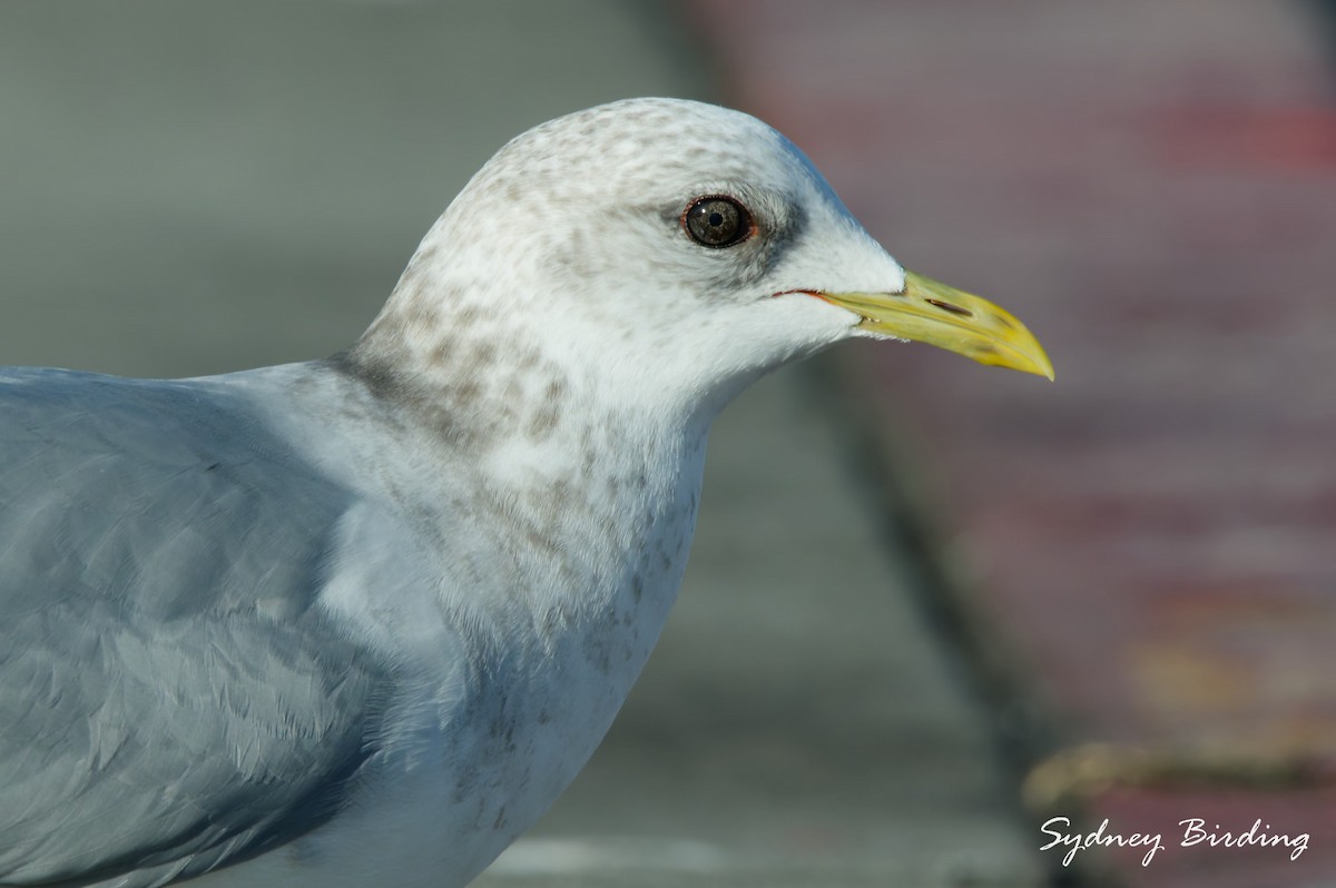 Goéland à bec court - ML646100059