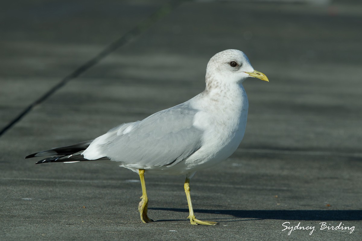 Goéland à bec court - ML646100060