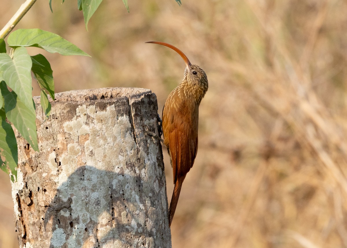 Grimpar à bec rouge - ML646100061