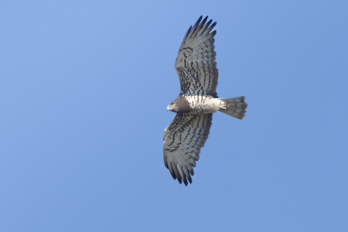 Circaète Jean-le-Blanc - ML646100062
