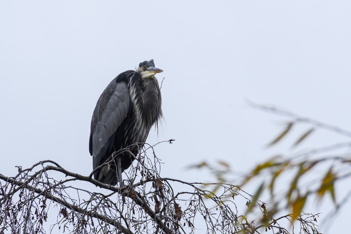 Grand Héron - ML646100063