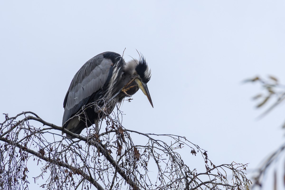 Grand Héron - ML646100064