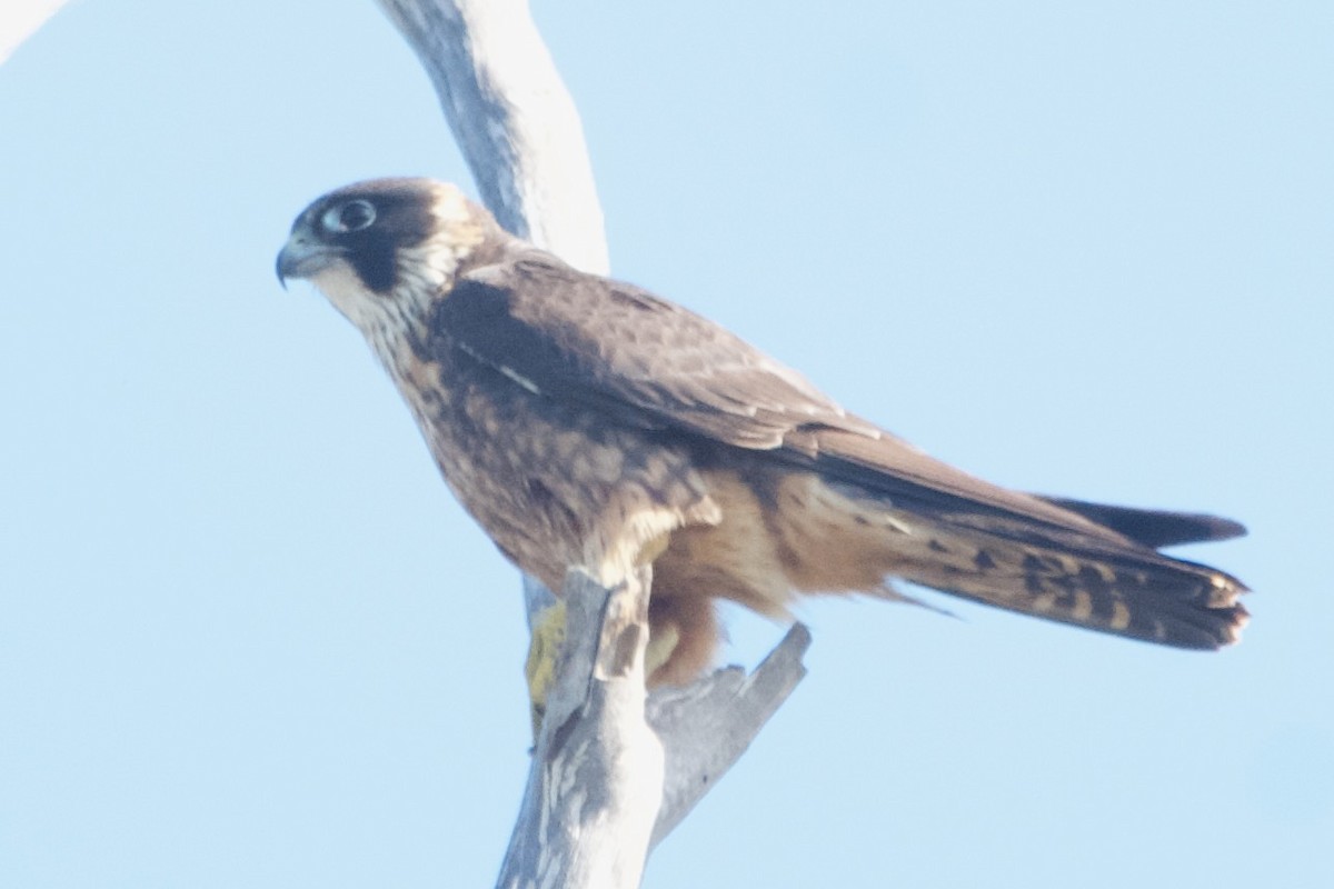 Petit Faucon - ML646100066