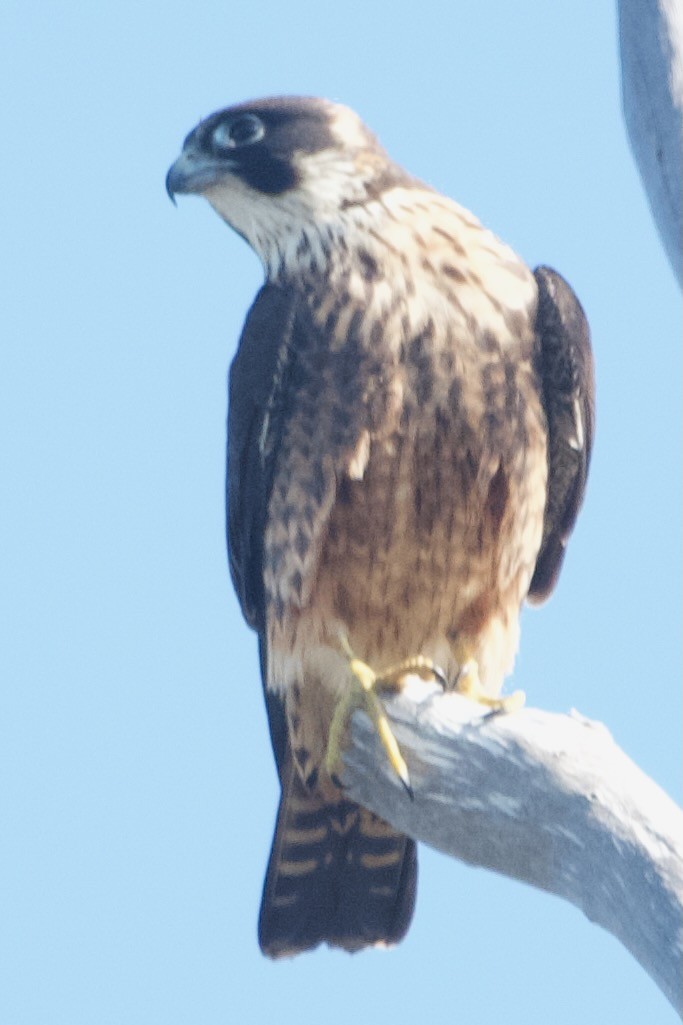 Petit Faucon - ML646100067