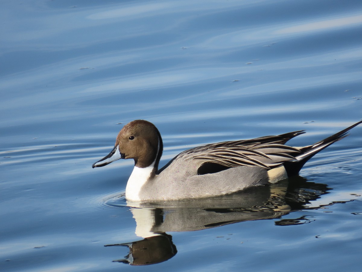 Codone - ML646100068